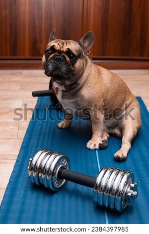A French bulldog sits on an exercise mat next to a dumbbell. Concept showing physical activity and training