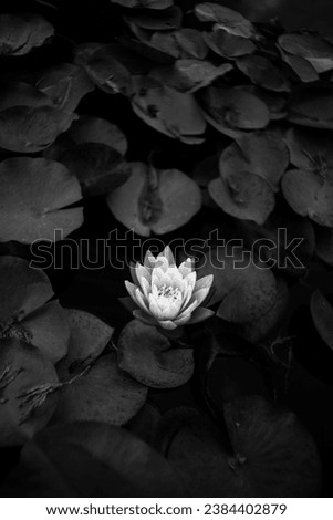 black and white lotus flower background nature picture