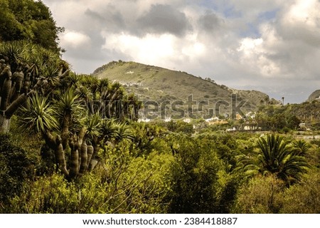 Botanical garden in Gran Canaria with dragon trees (Dracaena draco) Royalty-Free Stock Photo #2384418887