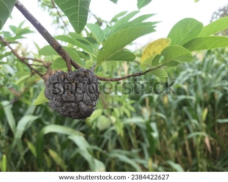 Srikaya fruit (Annona squamosa) which is black in a minimalist composition with empty space to insert text