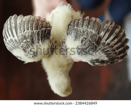 Chicken wing feather texture. Stock photo of a bird.