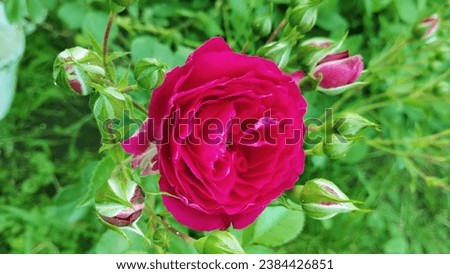 Blooming red rose. High quality stock photo.