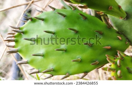 Green cactus with thorns. Photo of the plant. High quality stock photo.