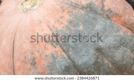 Texture of orange and green pumpkin. High quality stock photo.