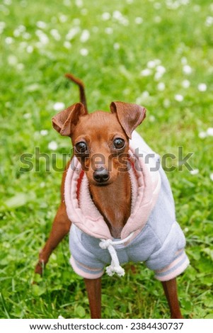 (Prague Ratter) The smallest breed of dog