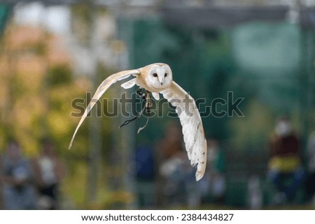 Flight scene of Barn owl (Menfukuro) flying gracefully