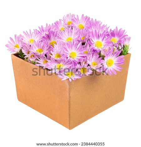 The European Michaelmas daisy (or Aster amellus) in a brown paper box Royalty-Free Stock Photo #2384440355
