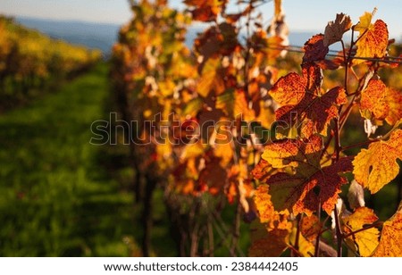 Looking down between rows of vines, gold leaves, fall colors, green grass, warm light on grape leaves in an Oregon vineyard.
