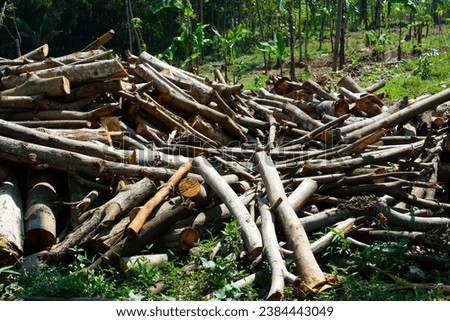 Industrial Photography. A pile of wooden sticks and twigs for the furniture industry. Wooden furniture, wood pile, forest clearing, Deforestation, Logs and Firewood