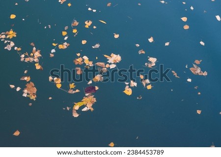 Autumn background with leaves. Yellow fallen leaves on the surface of the pond.