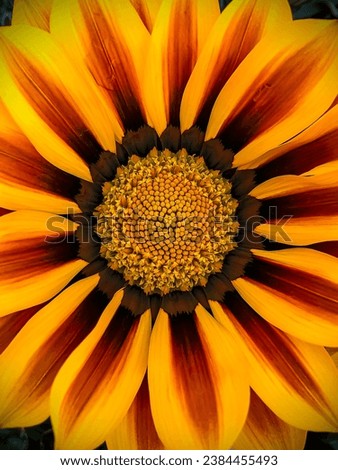 It is the image of a daisy-like flower called "sunflower" because of its colorful yellow and orange petals with the center in perfect harmony with sacred geometry.
