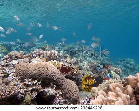 Shallow corals and a school of mojarras, Dahab, Red Sea