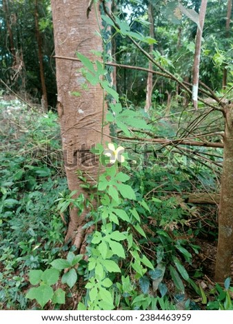 weed, tree, plant, nature, natural, garden, Thailand, picture, park, leaf 