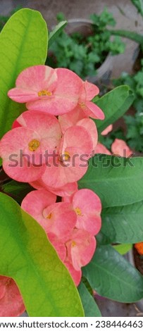 Beautiful crown-of-throns flowers stock photos.
