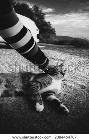 Person petting a cat, black and white