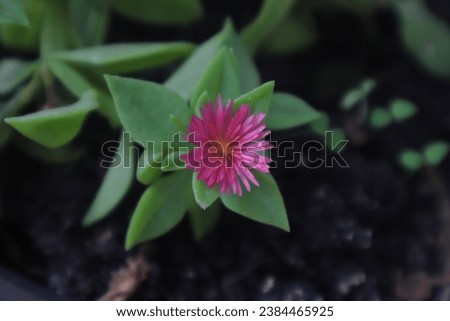 The baby sun rose or Mesembryanthemum cordifolium, formerly known as Aptenia cordifolia, is a species of succulent plant in the ice plant family.