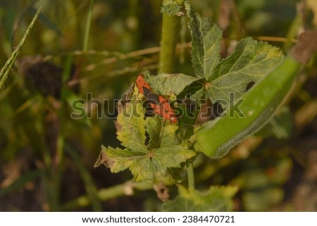 Close capture of Dysdercus cingulatus insect on Okra Plant. Red cotton stainer bug. Red cotton stainer. Orange color true bug insect. True bugs. Small Lace Bug of the Family Tingidae