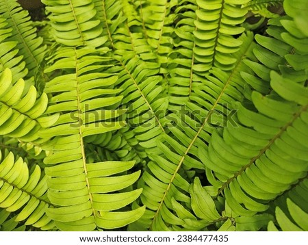 Leaf Close Up Picture. Plant leaf macro. Plant leaf texture macro Close-up.