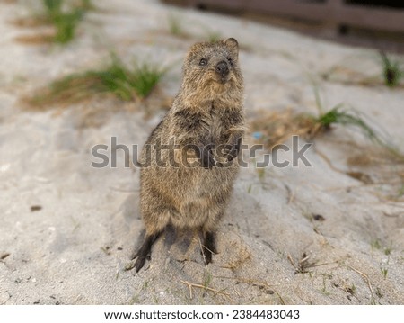 Adorable Quokka Standing and Smiling on Rottnest Island outside of Perth, Western Australia