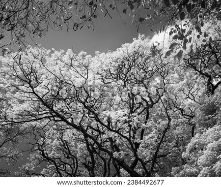 This is a black and white photograph capturing the intricate details of a tree. The viewer’s perspective is from below, looking upwards towards the sky. The tree branches, bare and twisted