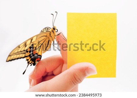 Simple mockup of title card with Yellow swallowtail butterfly perched on child's hand on white background