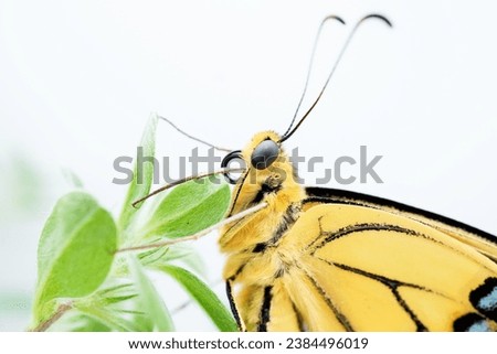 Close-up of Old World Swallowtail butterfly's head caught with its wings closed in the green leaves of Blue daze on white background