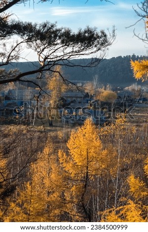Autumn landscape with coniferous plants. Branches of evergreen pine and yellow larch against the backdrop of blue mountains, marshy areas with birch trees and wooden houses. Nature of Eastern Siberia,