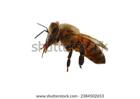 A close up bee isolated on white background