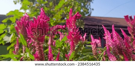 The crested cockscomb, scientifically known as Celosia argentea var. cristata, is a captivating and unique flowering plant renowned for its distinctive appearance. Native to tropical regions of Asia, 