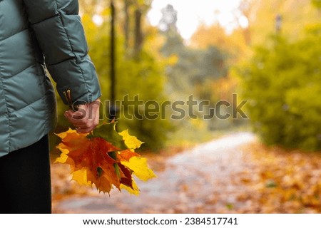 girl walks through the park with autumn leaves in her hand. herbarium of autumn leaves.  Royalty-Free Stock Photo #2384517741