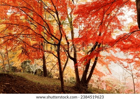 Pictures of a forest tinted with autumn leaves.