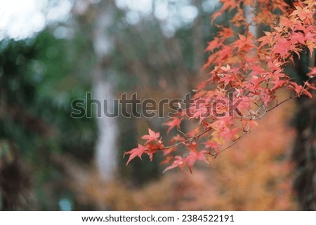 Pictures of a forest tinted with autumn leaves.