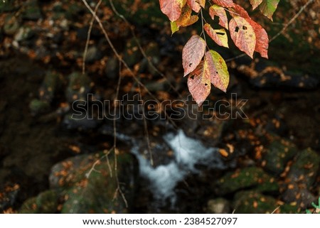 Pictures of Fallen Leaves and Clear Streams