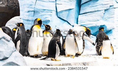 Emperor penguins. High quality photo