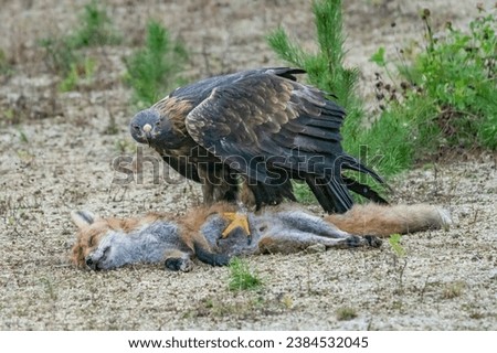 Golden eagle, aquila chrysaetos, standing on a dead fox and feeding with its flash in autumn nature. Wild bird of prey tearing pieces of a kill on a dry grass in autumn nature with blurred background.
