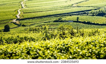 Green vineyards landscape in Pommard wine region, Bourgogne-Franche-Comte in eastern France. Route des Grands Crus. Royalty-Free Stock Photo #2384535693