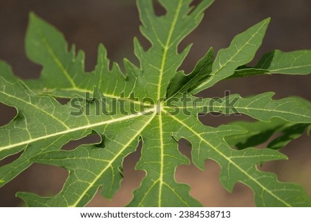 Papaya leaf patterns with this enchanting collection. These images showcase the intricate designs, textures, and symmetrical beauty found in papaya leaves.