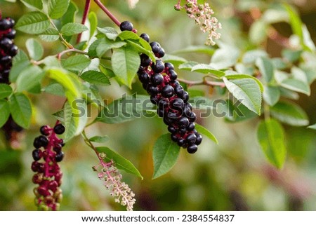 American Phytolacca ( lat. Phytolacca americana ) is a perennial herbaceous plant Royalty-Free Stock Photo #2384554837