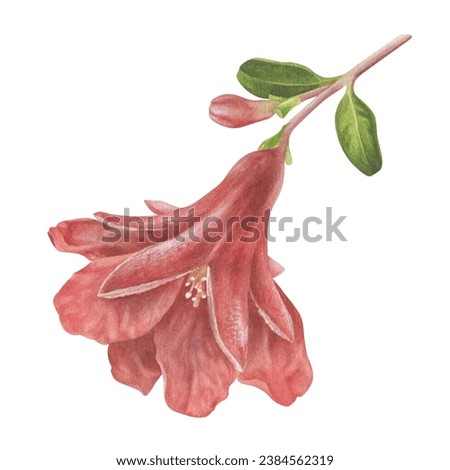 Pomegranate red Flower branch. Watercolor botanical illustration of bouquet. Hand drawn floral clip art on isolated white background. Drawing of punica blooming. Pink fruit bud and leaves sketch