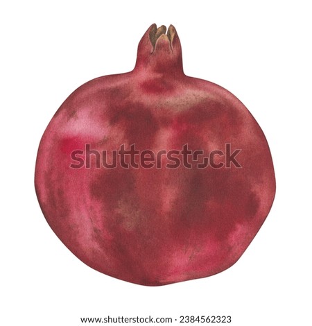 Pomegranate red Fruit. Watercolor botanical illustration of garnet plant. Hand drawn clip art on isolated white background. Painting of ripe sweet food for prints. Drawing of granatum sketch