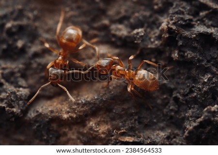 Two red Fire ants. Close up top view. From above. 