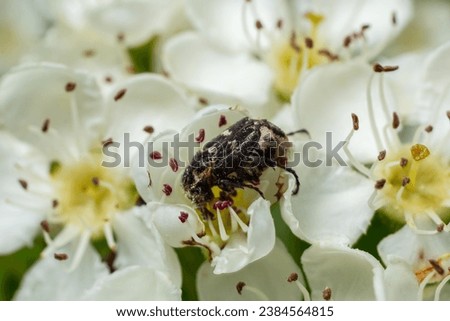 White spotted rose beetle: A Beneficial Insect for Pollination and Organic Recycling. Oxythyrea funesta. Royalty-Free Stock Photo #2384564815