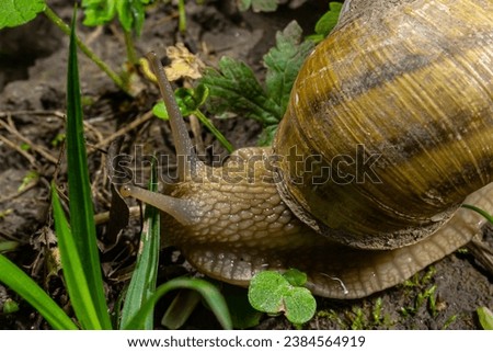 Helix pomatia also Roman snail, Burgundy snail, edible snail or escargot, is a species of large, edible, air-breathing land snail, a terrestrial pulmonate gastropod mollusk in the family Helicidae. Royalty-Free Stock Photo #2384564919