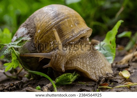 Helix pomatia also Roman snail, Burgundy snail, edible snail or escargot, is a species of large, edible, air-breathing land snail, a terrestrial pulmonate gastropod mollusk in the family Helicidae. Royalty-Free Stock Photo #2384564925