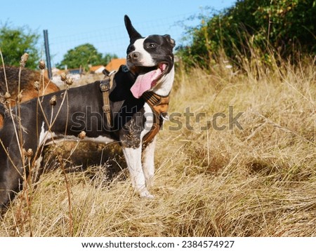 Picture of a dog pitbull