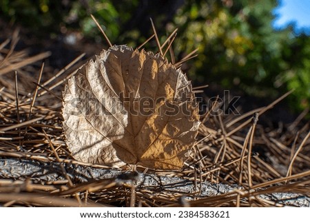 Dried autumn leaf stuck in fallen pine needles