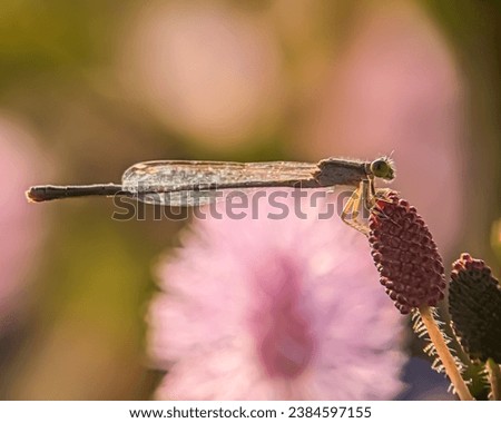 Damselflies are perched on wild grass flowers with pink flower bokeh background