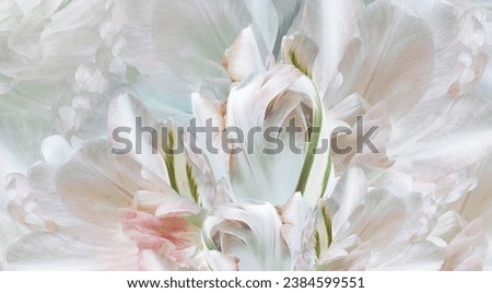Flowers   tulips  and petals.  Floral  background.  Petals tulips. Close-up. Nature.