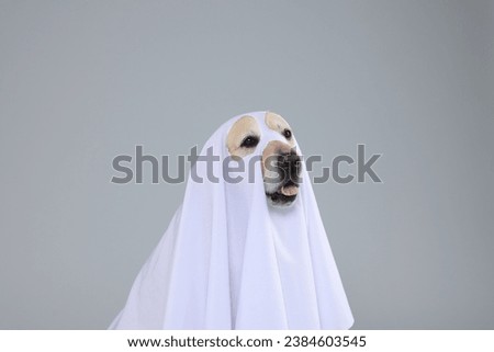 Cute Labrador Retriever dog wearing ghost costume for Halloween on light grey background
