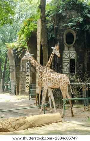 Giraffe statue or zarafah (scientific name: Giraffa camelopardalis) in the zoo